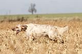 SETTER ANGLAIS 141